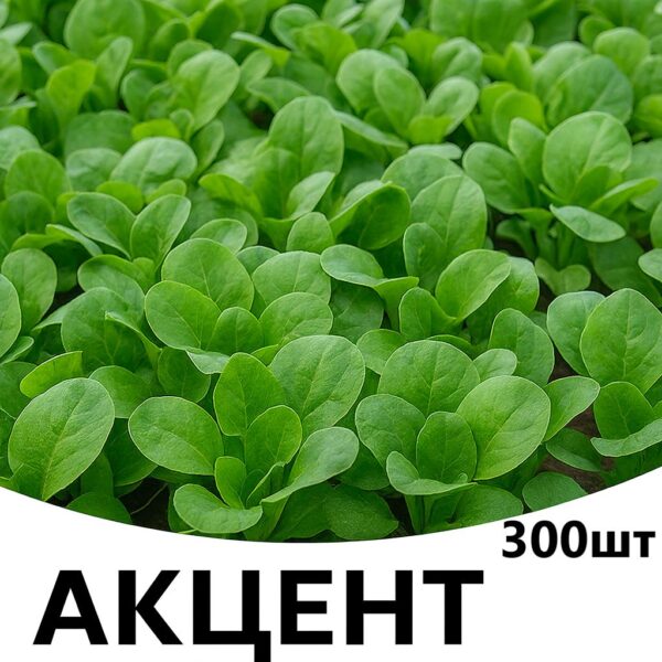 Салат Акцент F1 ENZA ZADEN