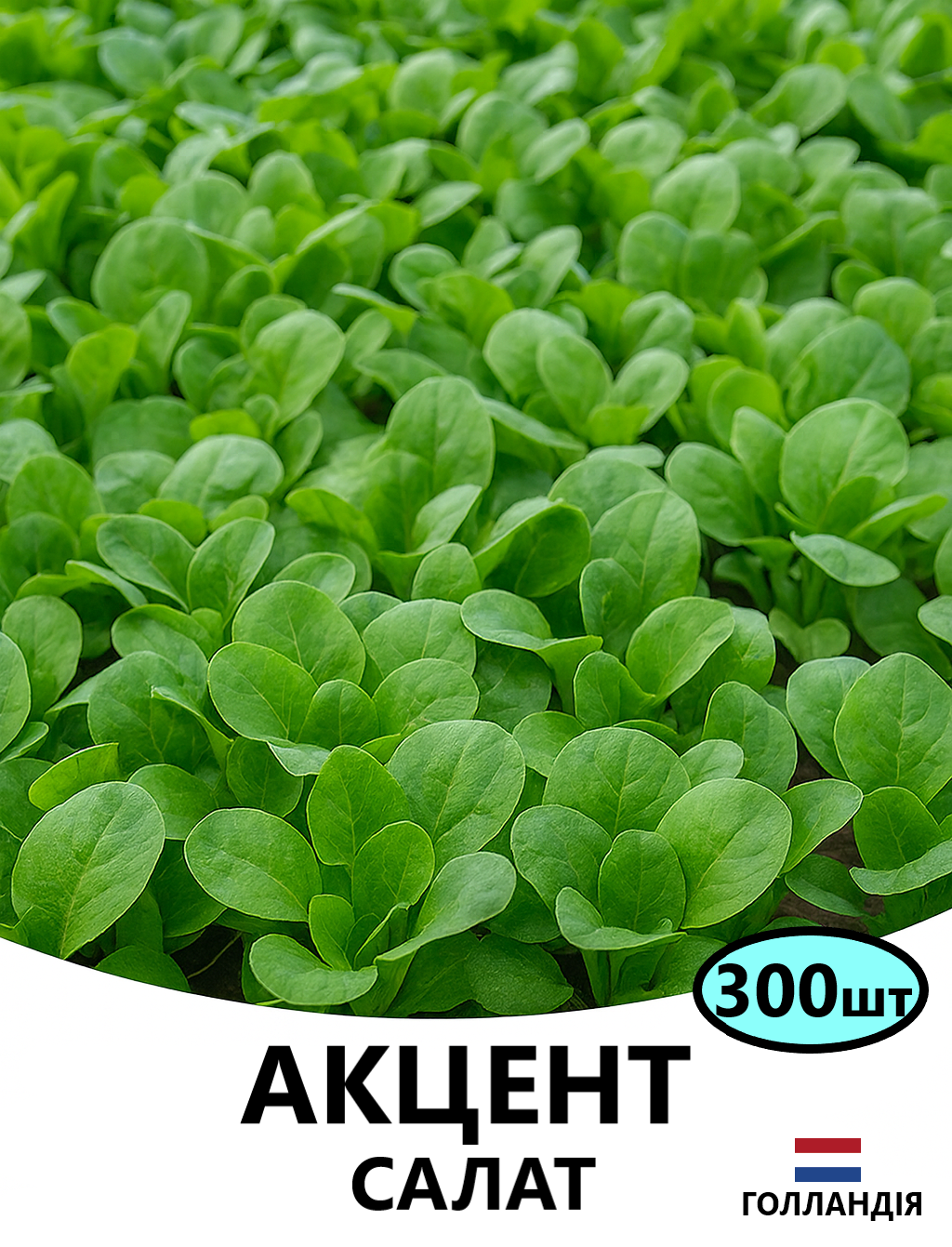 АКЦЕНТ.