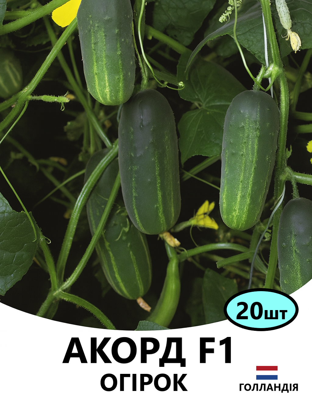 АКОРД 20