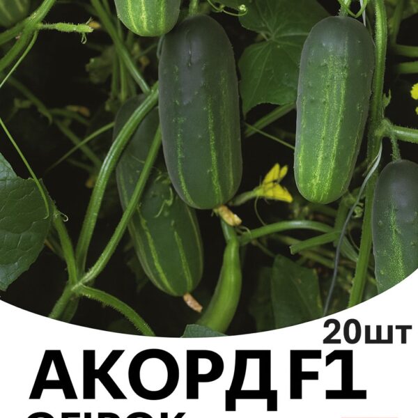 Огірок Акорд F1 Bejo