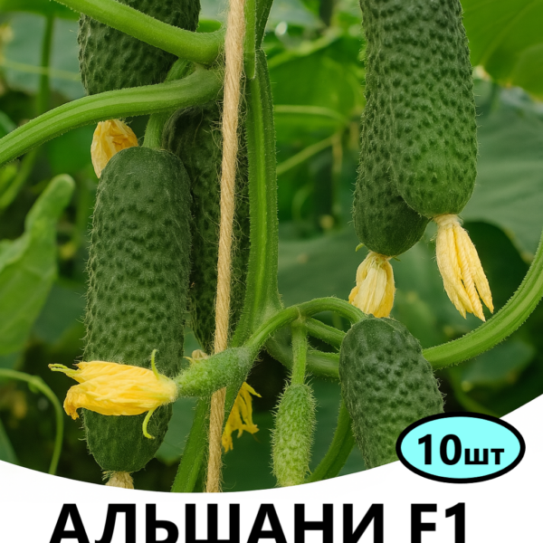 Огірок Альшани F1 Bejo