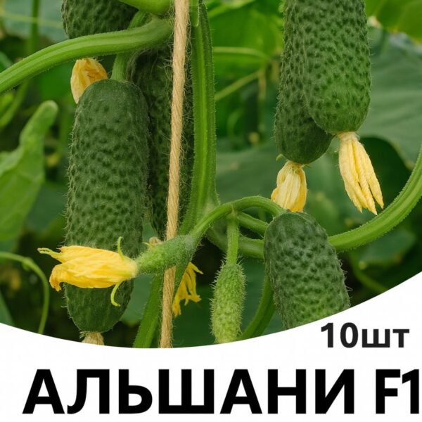 Огірок Альшани F1 Bejo
