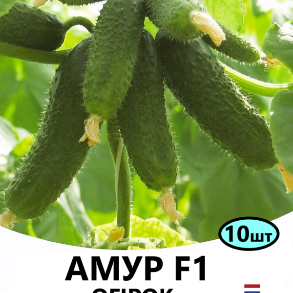 Огірок Амур F1 Bejo