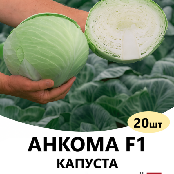 Капуста Анкома F1 Rijk Zwaan