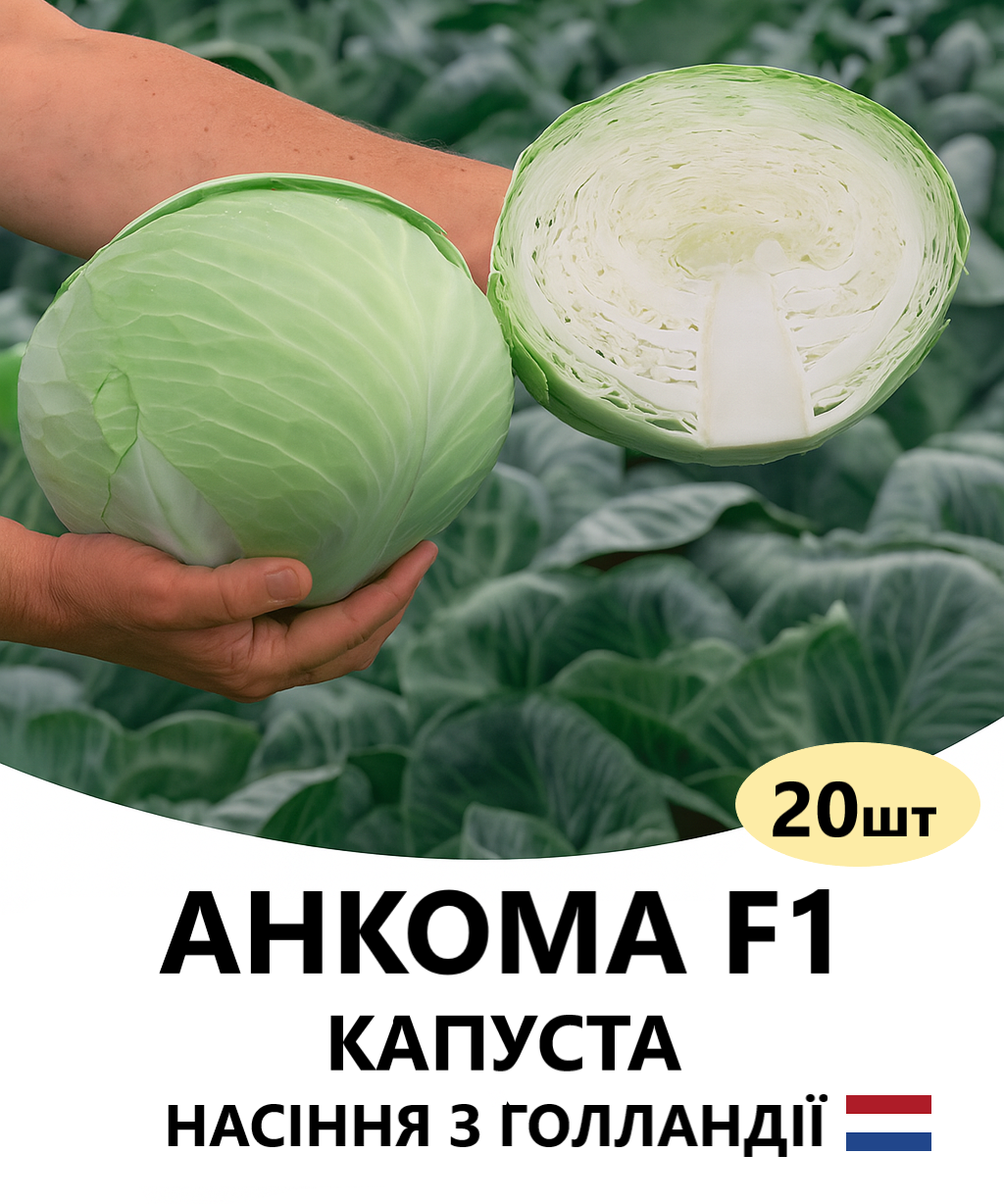 АНКОМА 20