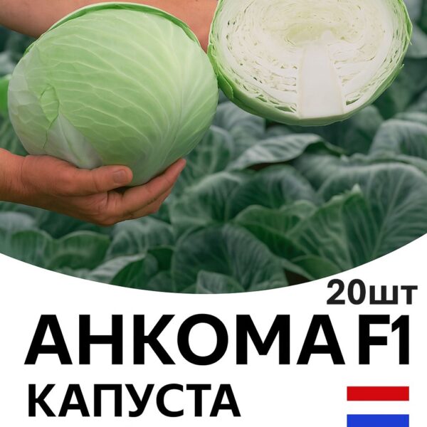 Капуста Анкома F1 Rijk Zwaan