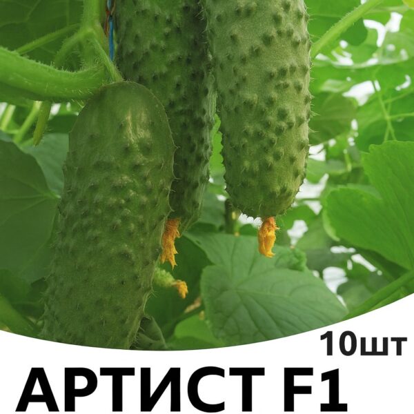 Огірок Артист F1 Bejo