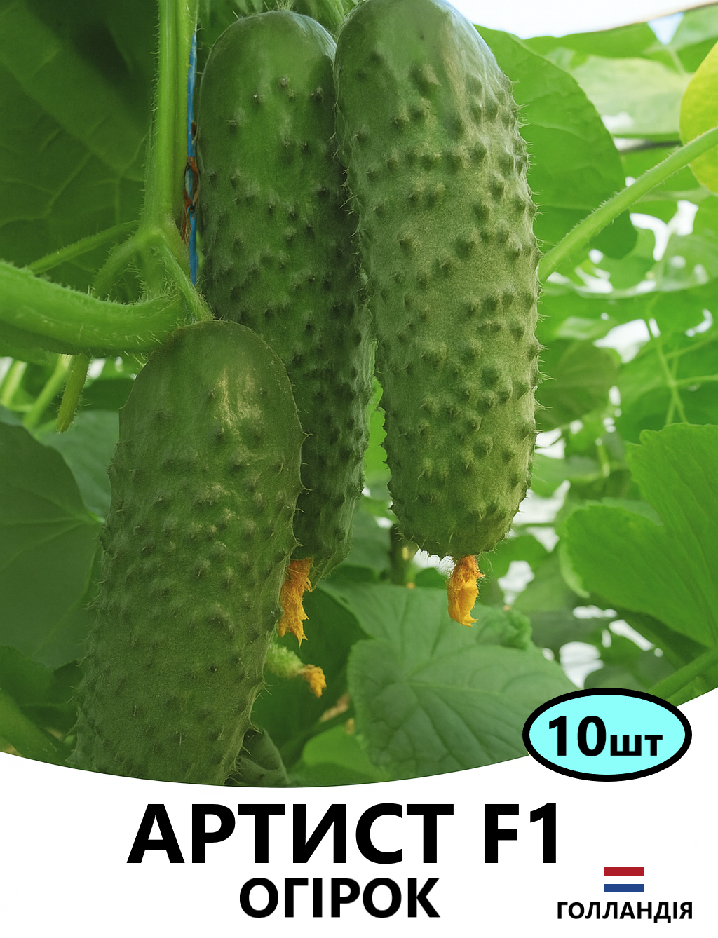 АРТИСТ 10