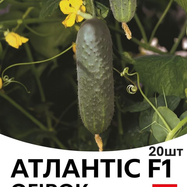 Огірок Атлантіс F1 Bejo