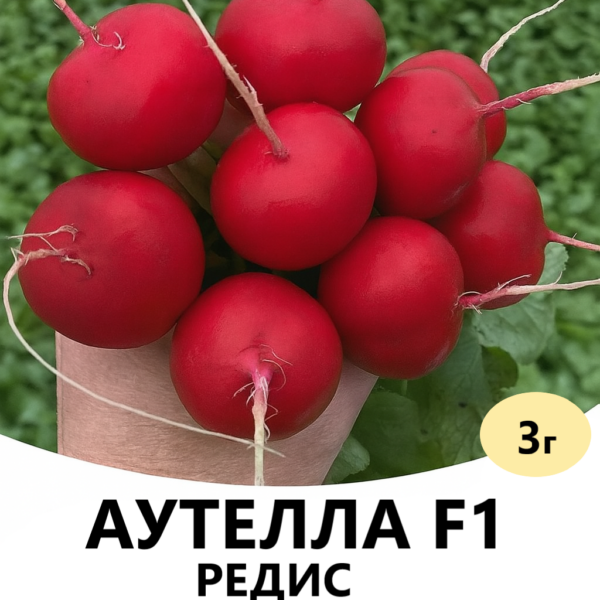 Редис Аутелла F1 Hazera – 3г