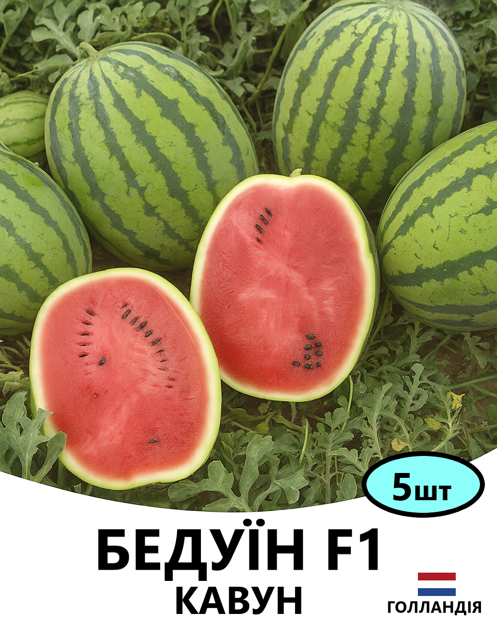 БЕДУЇН 5