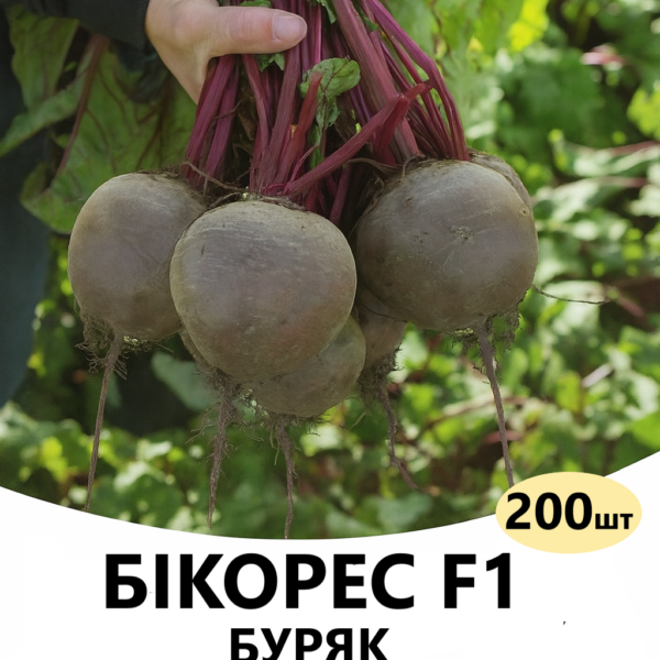 Буряк Бікорес F1 Bejo