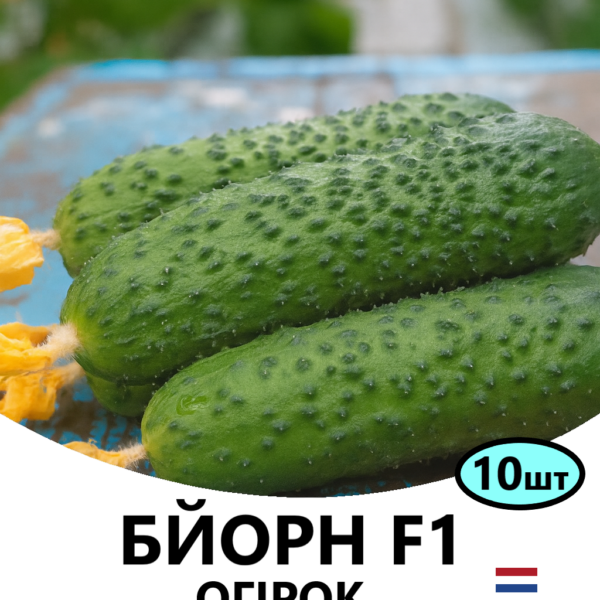 Огірок Бйорн F1 ENZA ZADEN – 10шт