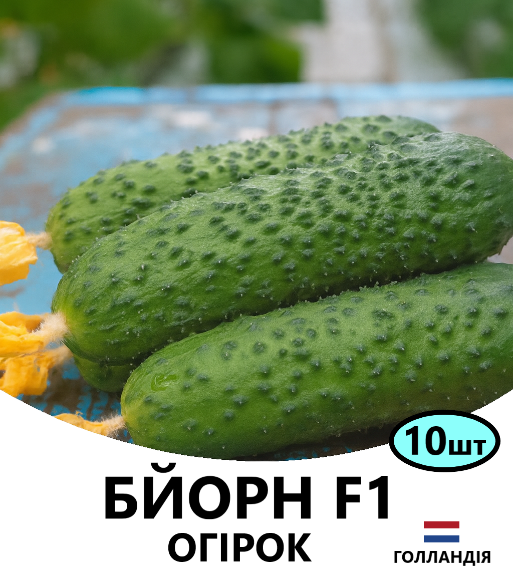 БЙОРН10
