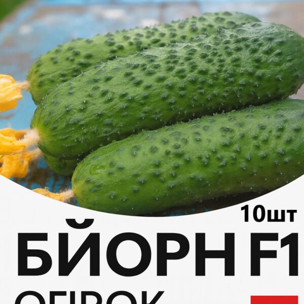 Огірок Бйорн  F1 ENZA ZADEN