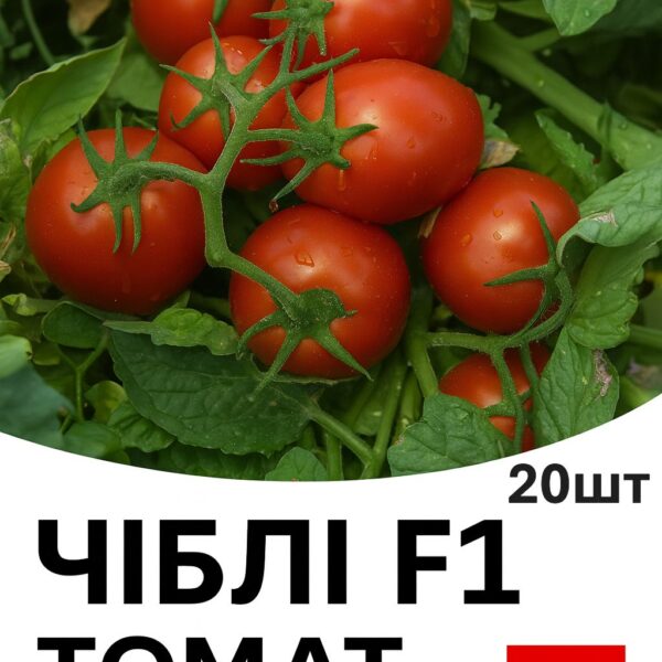 Томат Чіблі F1 Syngenta