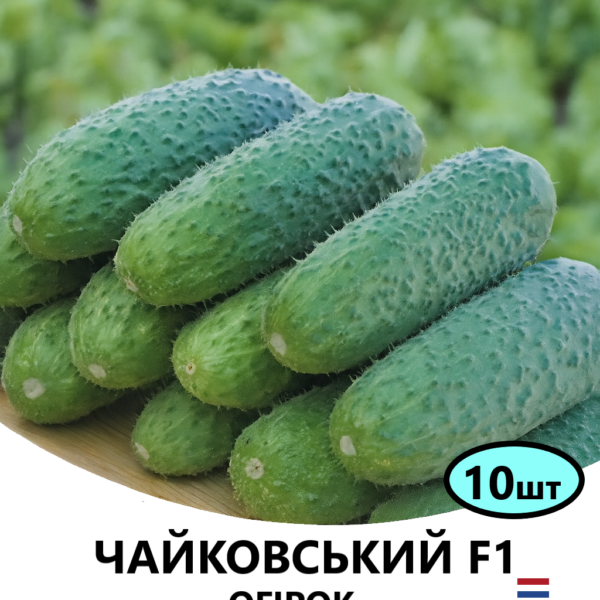 Огірок Чайковський F1 Rijk Zwaan