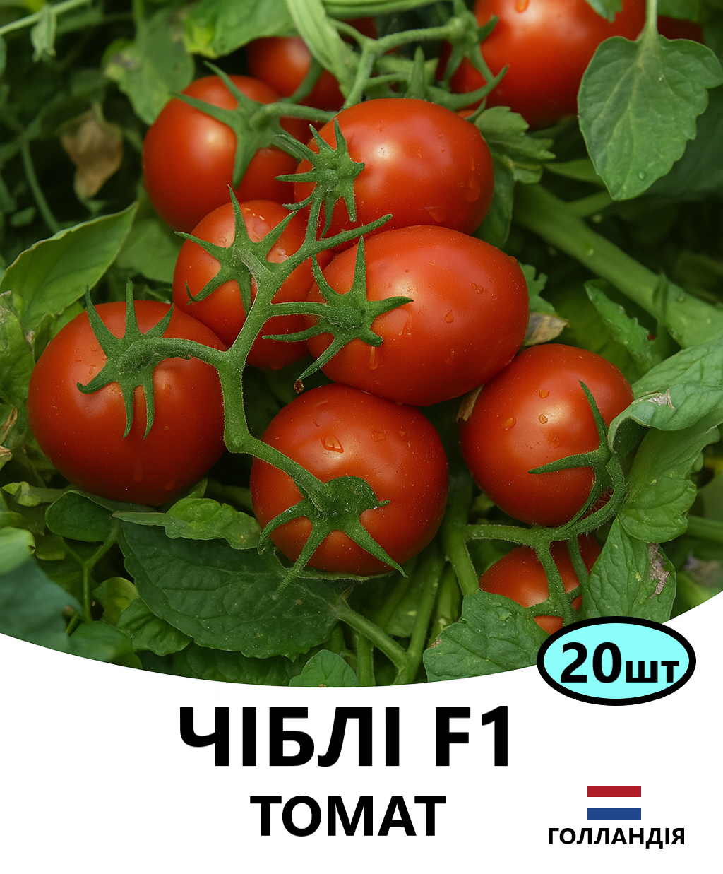 чіблі 20