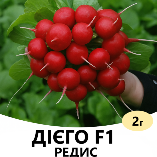 Редис Дієго F1 Hazera