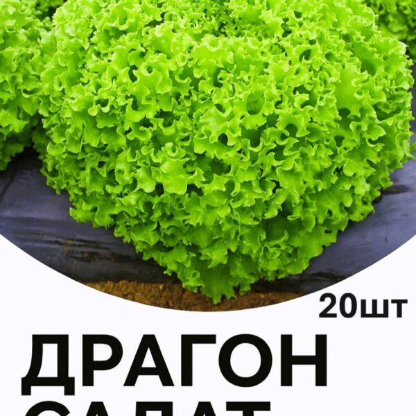 Салат Драгон F1 Hazera