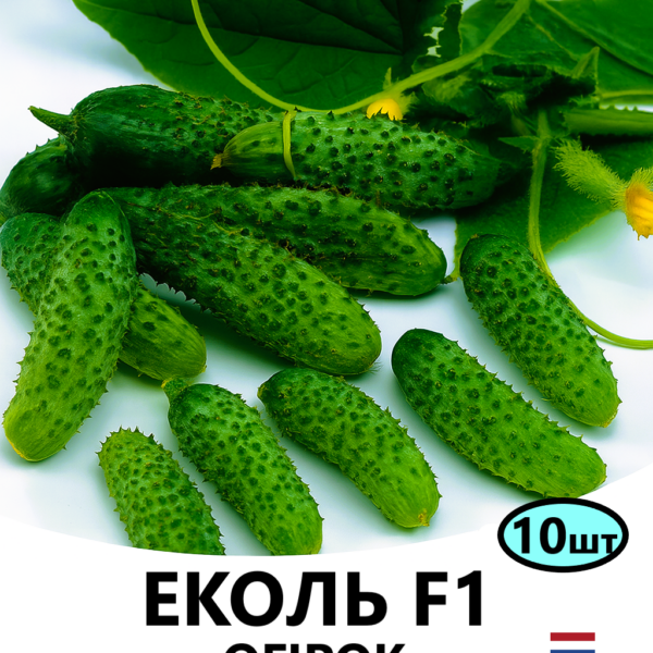 Огірок Еколь F1 Syngenta