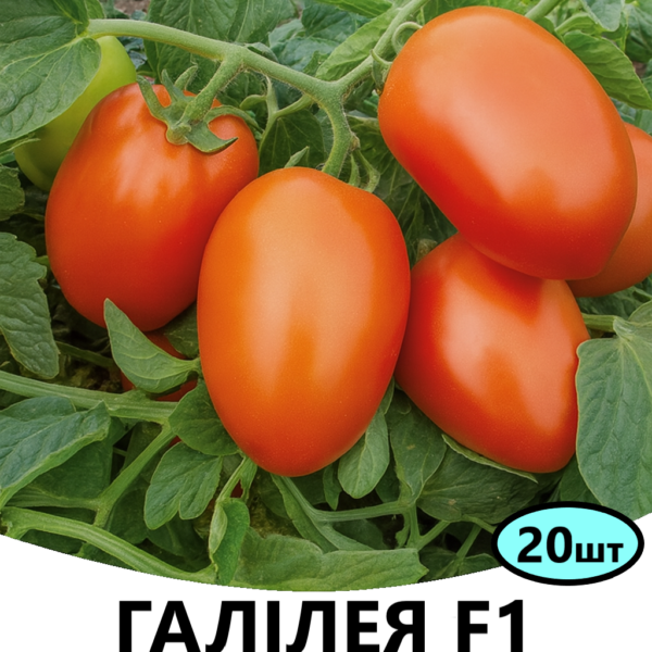 Томат Галілея F1 Hazera