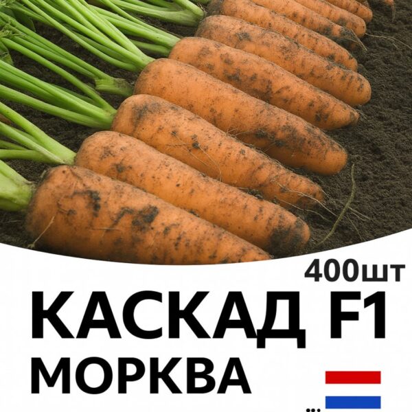 Морква Каскад F1 Bejo