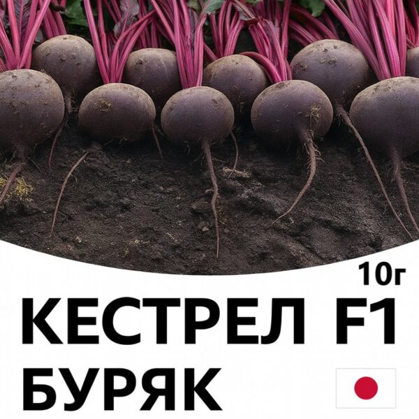 Буряк Кестрел F1 SAKATA