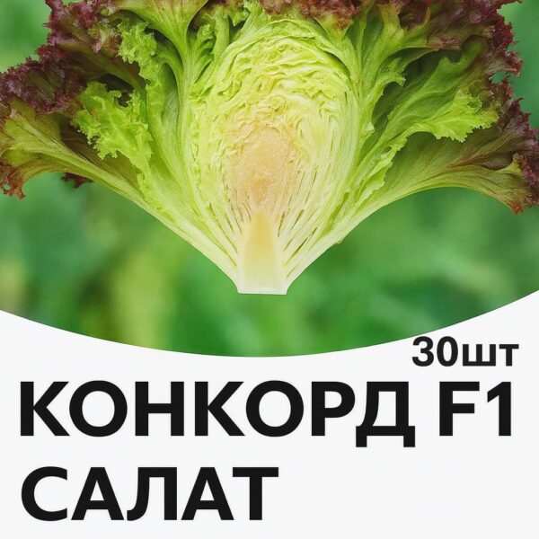 Салат Конкорд F1 Rijk Zwaan