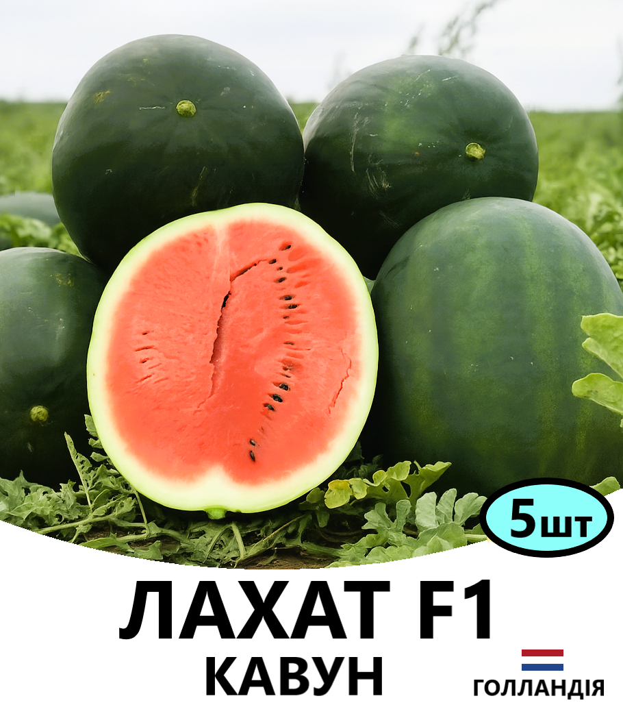 лахат 5