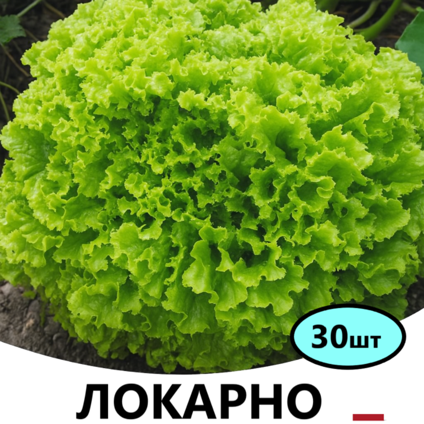Салат Локарно Rijk Zwaan – 30шт