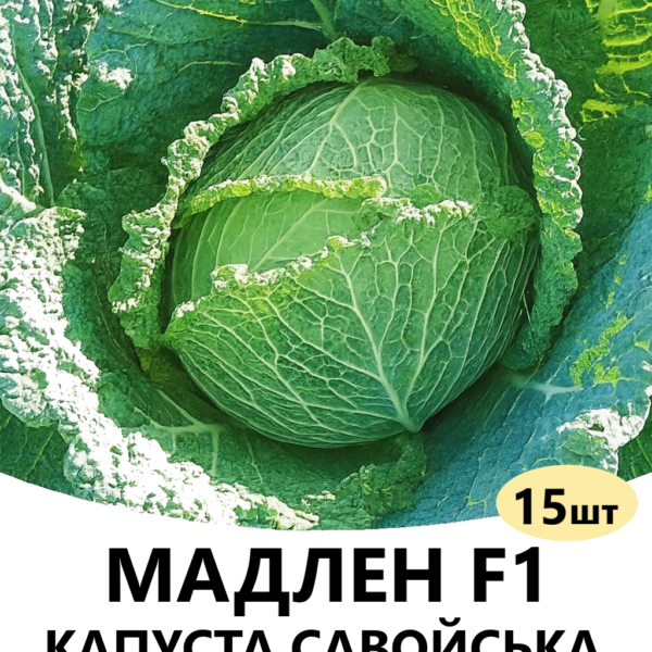 Капуста Мадлен F1 Rijk Zwaan – 15шт