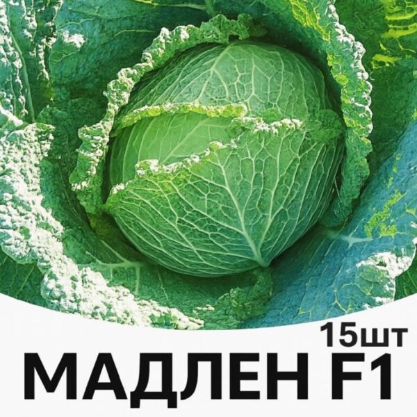 Капуста Мадлен F1 Rijk Zwaan