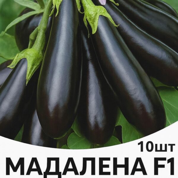 Баклажан Мадлена F1 Hazera