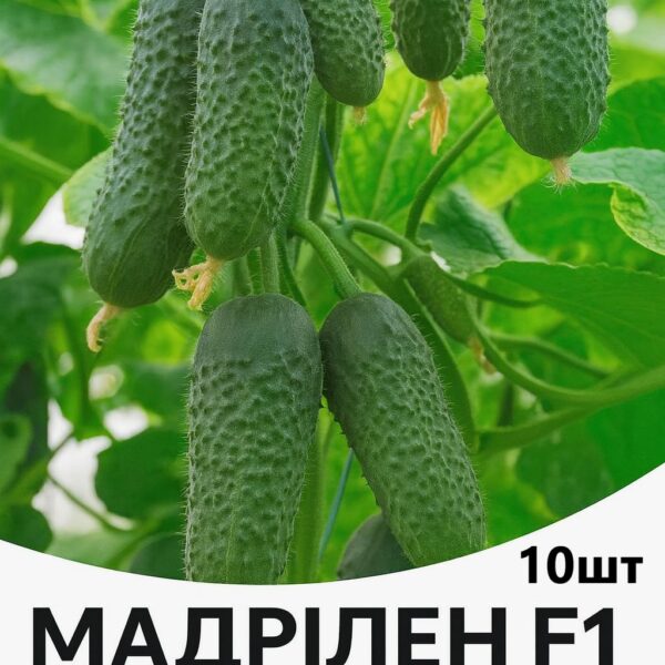 Огірок Мадрілен F1 SEMINIS