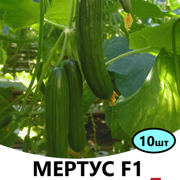 Огірок Мертус F1 Rijk Zwaan – 10шт