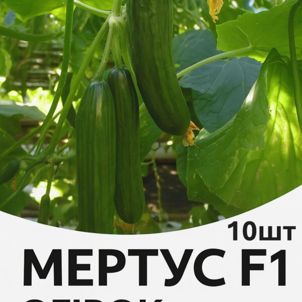 Огірок Мертус F1 Rijk Zwaan