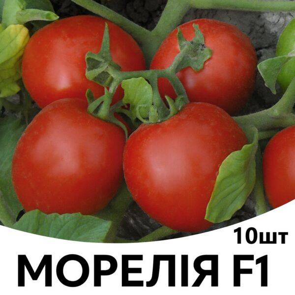 Томат Морелія F1 ENZA ZADEN