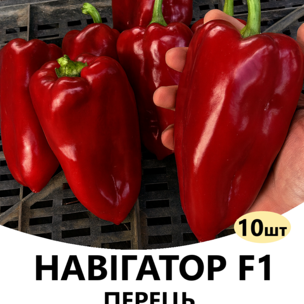 Перець Навігатор F1 INNOVA SEEDS