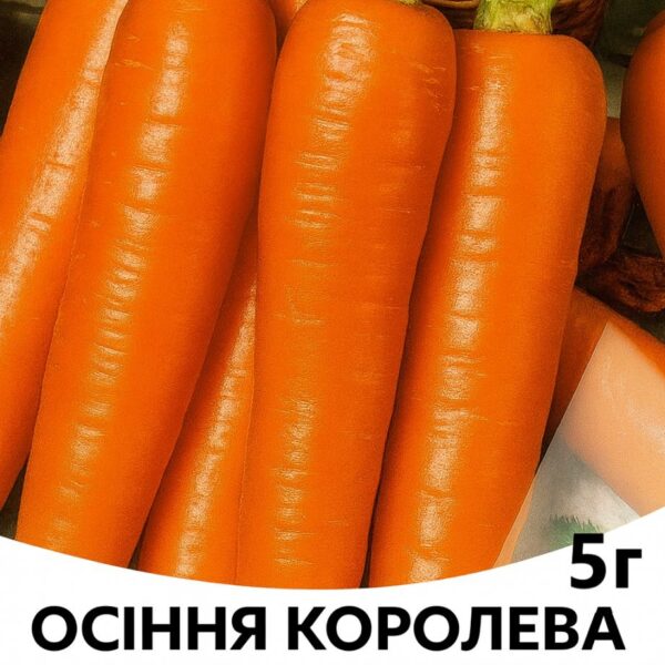 Морква Осіння Королева F1 CLAUSE