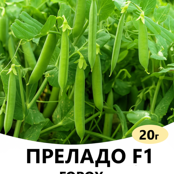 Горох ПРЕЛАДО F1 Syngenta