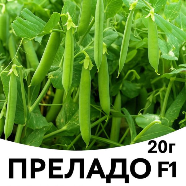 Горох ПРЕЛАДО F1 Syngenta