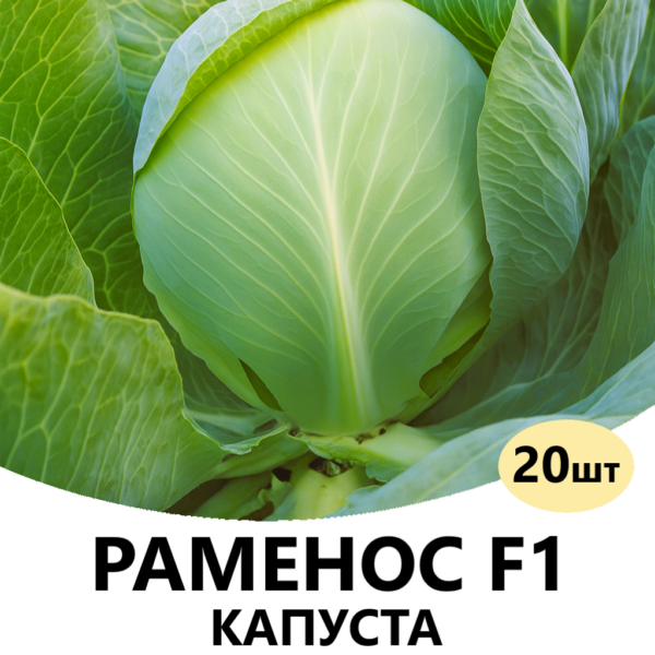 Капуста Раменос F1 Hazera – 20шт