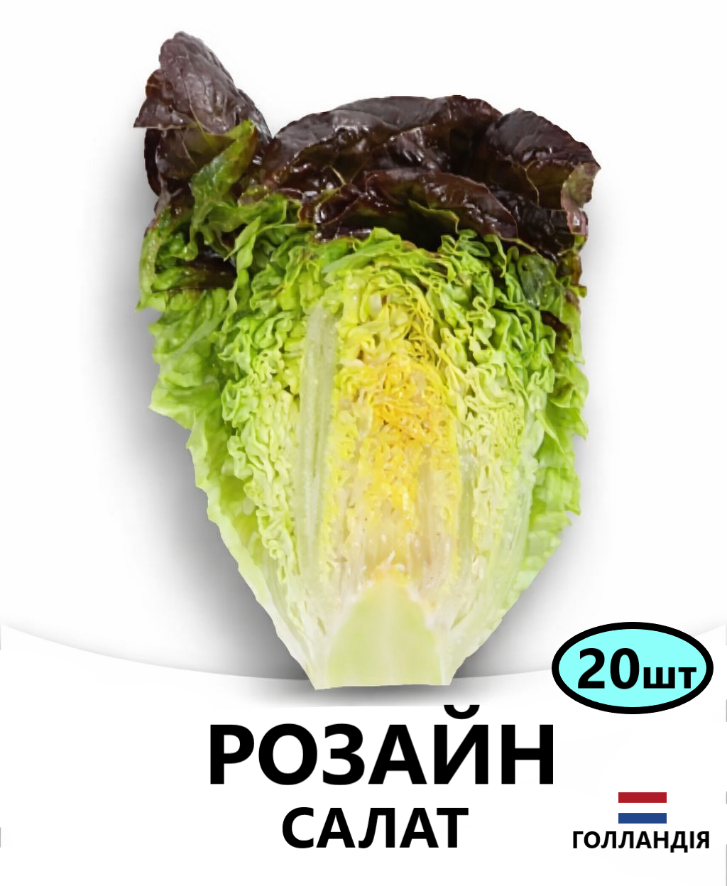 розайн