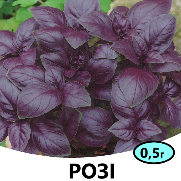 Базилік Розі ENZA ZADEN – 0.5г