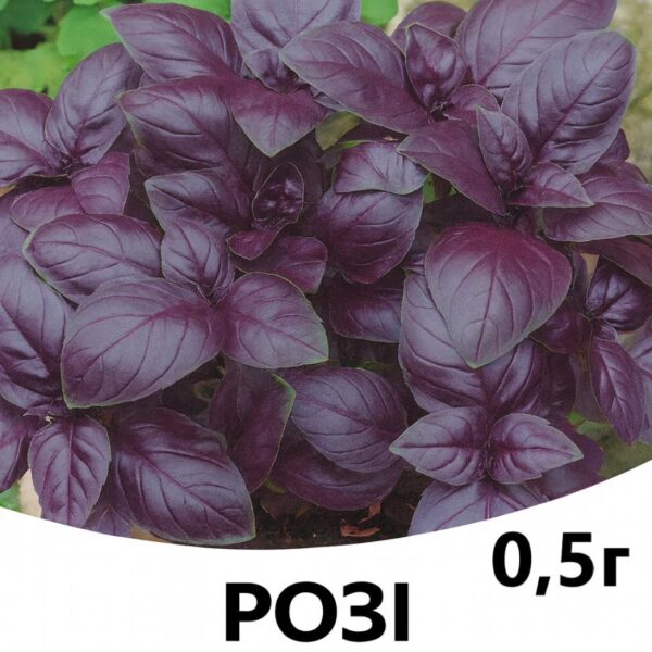 Базилік Розі F1 ENZA ZADEN