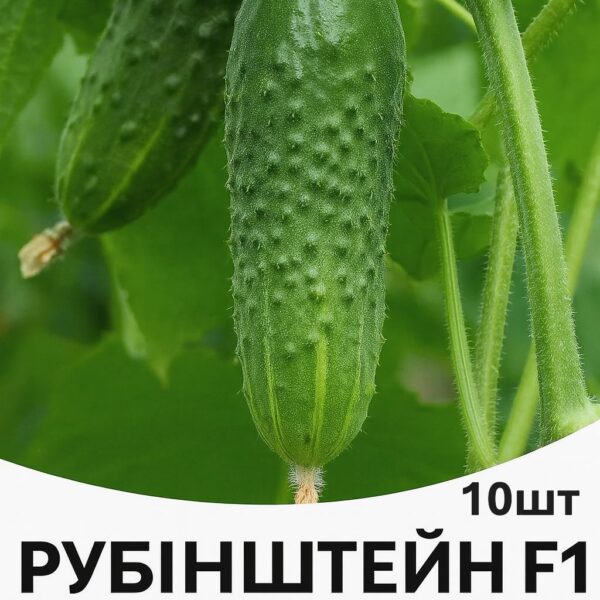 Огірок Рубінштейн F1 Rijk Zwaan