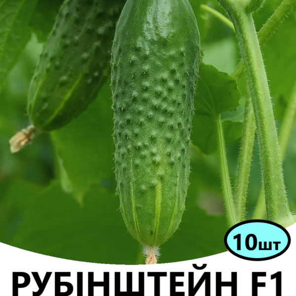 Огірок Рубінштейн F1 Rijk Zwaan – 10шт