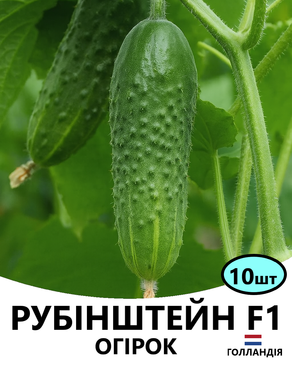 рубінштейн 10