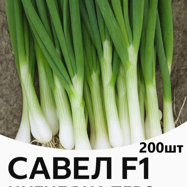 Цибуля на перо Савел F1 HAZERA